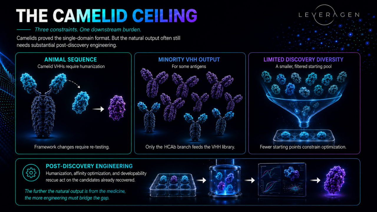 The Camelid Ceiling